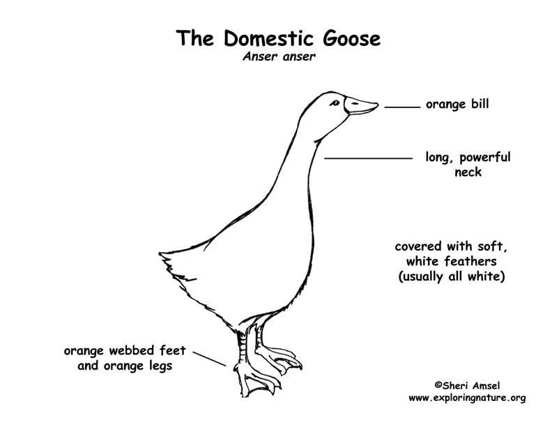 Goose body diagram goose anatomy diagram goose body diagram goose anatomy diagram