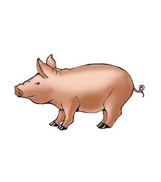 Coloring on Pig    Exploring Nature Educational Resource