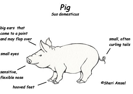Pig -- Exploring Nature Educational Resource