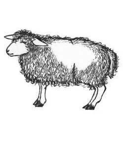 a male sheep is called a ram