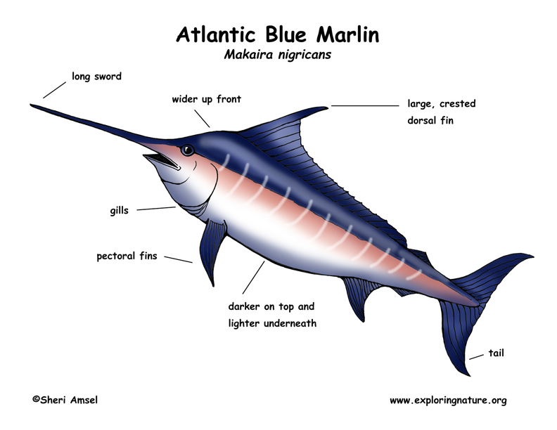 1889 Marlin Parts http://www.ebay.com/itm/MARLIN-36-1894-Early-Model ...