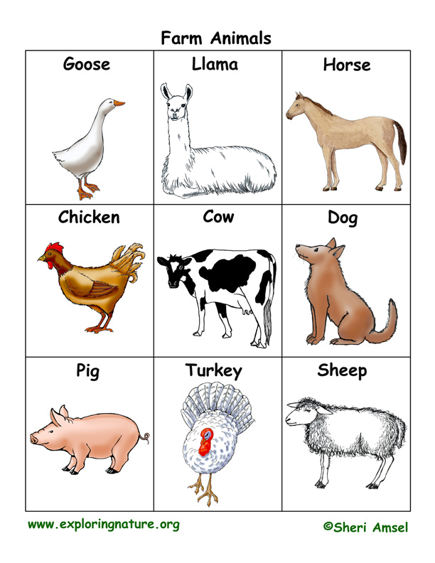 Free Printable Farm Animals Flashcards