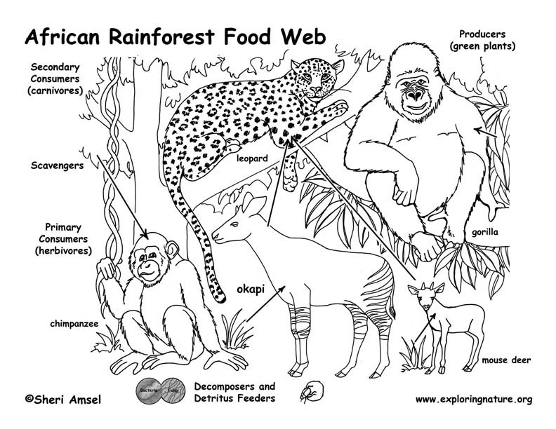 food web rainforest. Rainforests of Africa Food Web