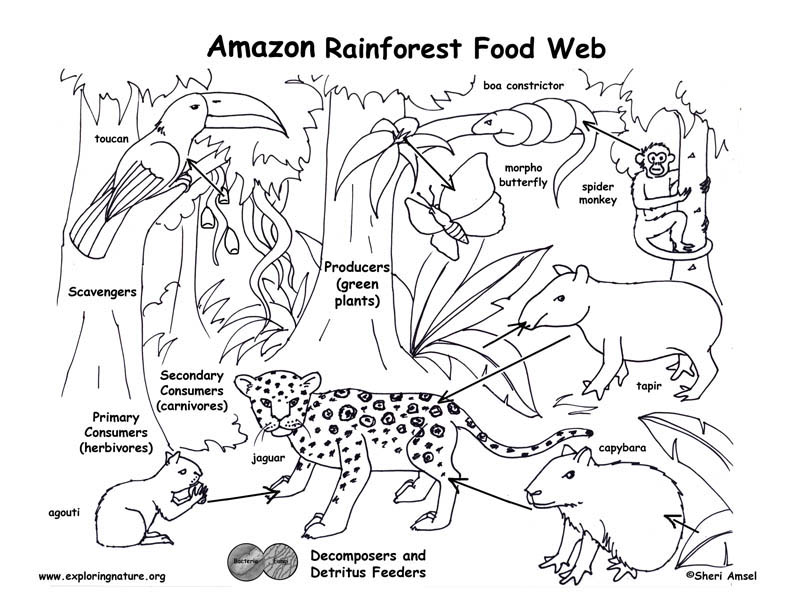 What Animals Are Decomposers In The Rainforest