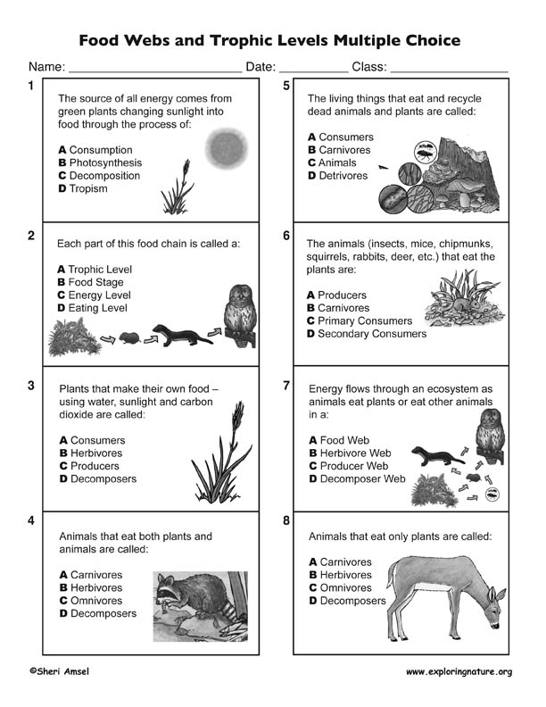 Food web and food chain compare and contrast essays 