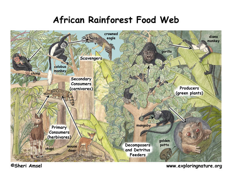 Rainforests of Africa Food Web