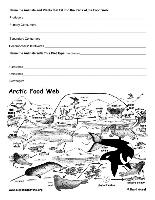 ocean ecosystem food web coloring pages - photo #27