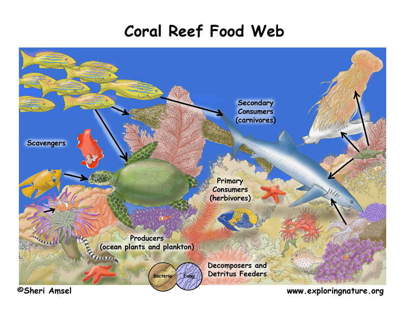 food chain coral reef. Coral Reef Food Web