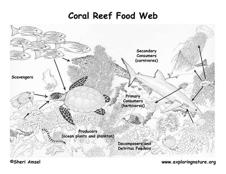 food chain coral reef. Coral Reef Food Web