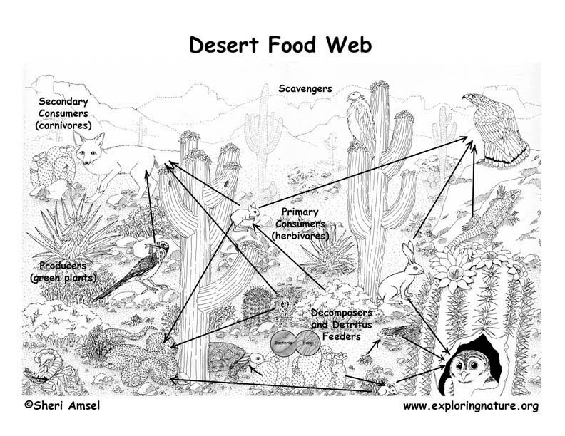 Sonoran Desert Food Web