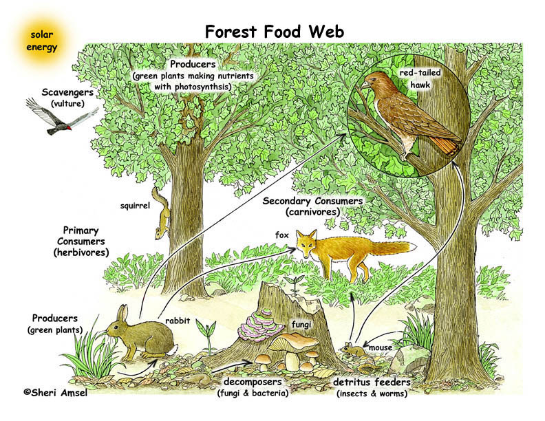 food chain and food web difference. Ecosystem Food Chain And Food