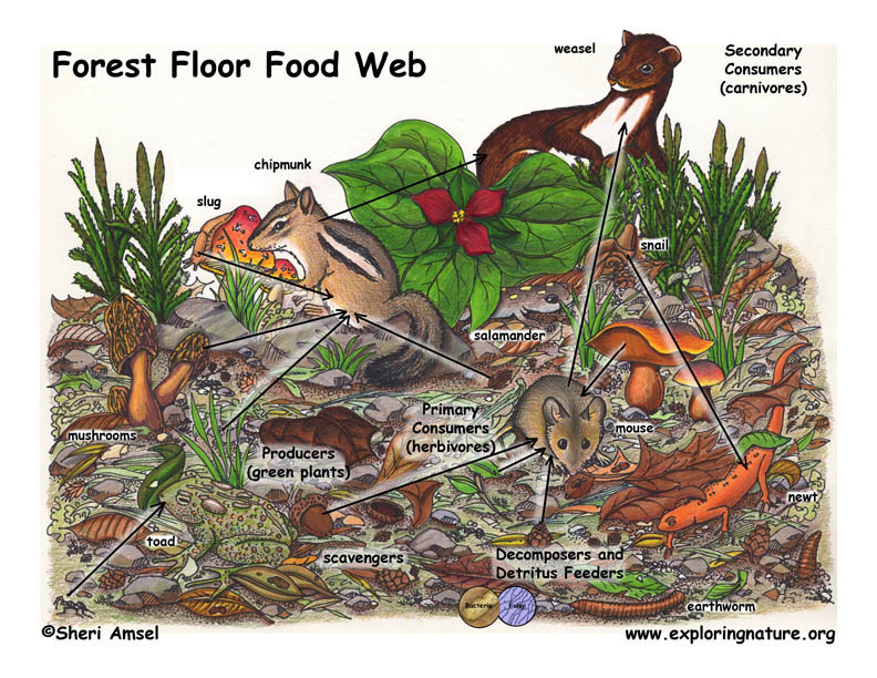 food chain forest. food chain in forest ecosystem