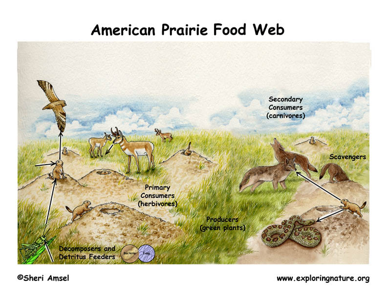 American Prairie Food Web -- Exploring Nature Educational Resource
