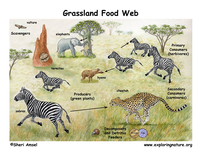 This is an African Savanna Food Web. See if you can identify all the parts 