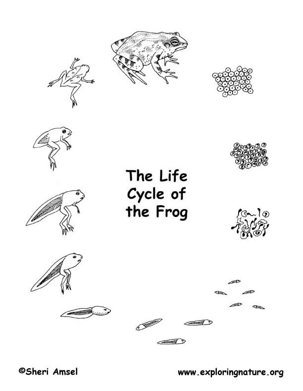 Frog Life Stages