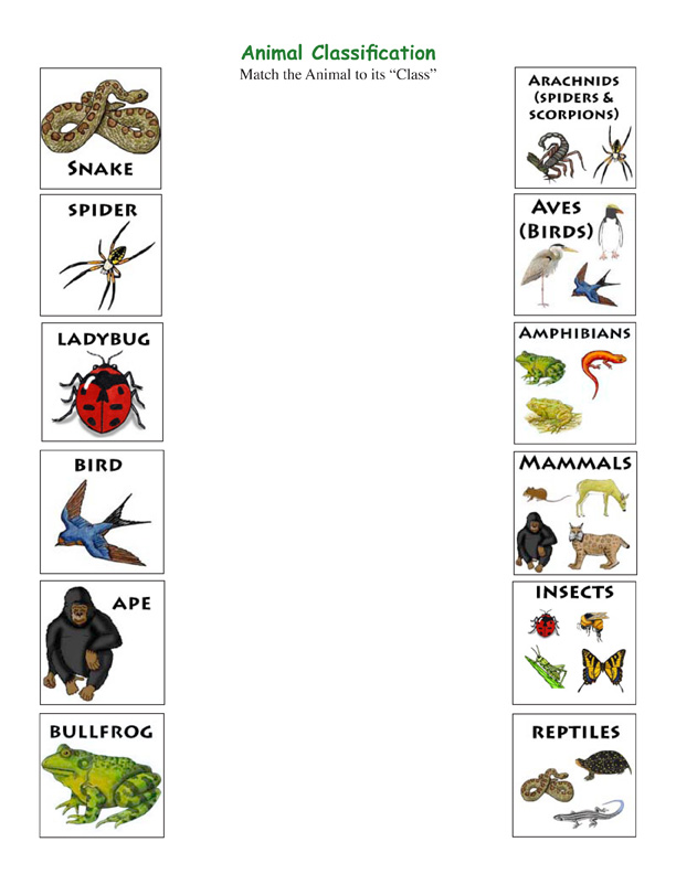 Exploring Match Animals Their Nature the Educational to Class worksheet animal games Exploring Match Animals Their Nature the Educational to Class worksheet animal games