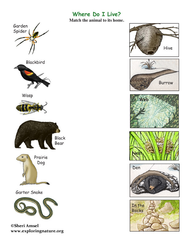 pictures of animals and their homes. Match the Animals to Their Homes Game -- Exploring Nature Educational 