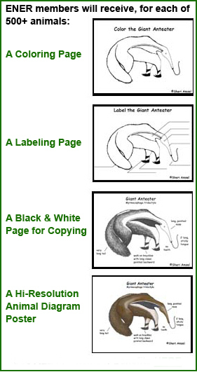 2011 digestive system, simple digestive system diagram for. 2011 digestive system,