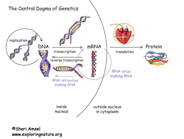 DNA Transcription