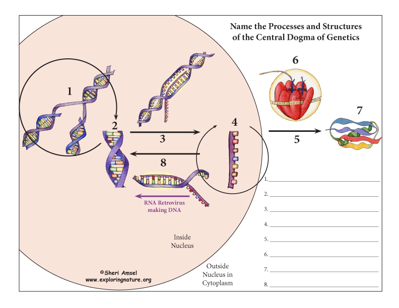 Central Dogma Of Genetics Diagram Labeling Central Dogma Of Genetics Diagram Labeling