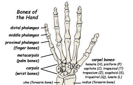 carpals -- Exploring Nature Educational Resource