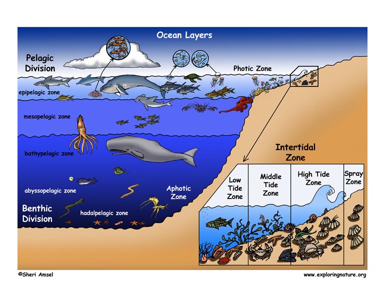  sunlight zone or epipelagic zone. The epipelagic zone has fish, whales, 