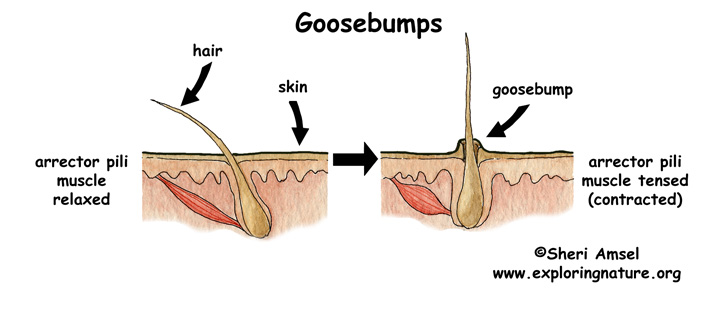 what are goosebumps caused by