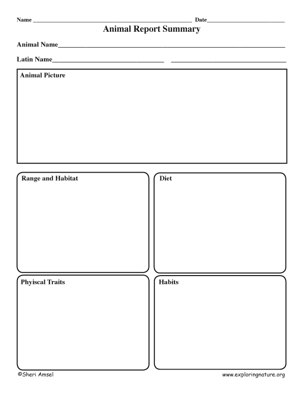 Animal Report Summary Graphic Organizer