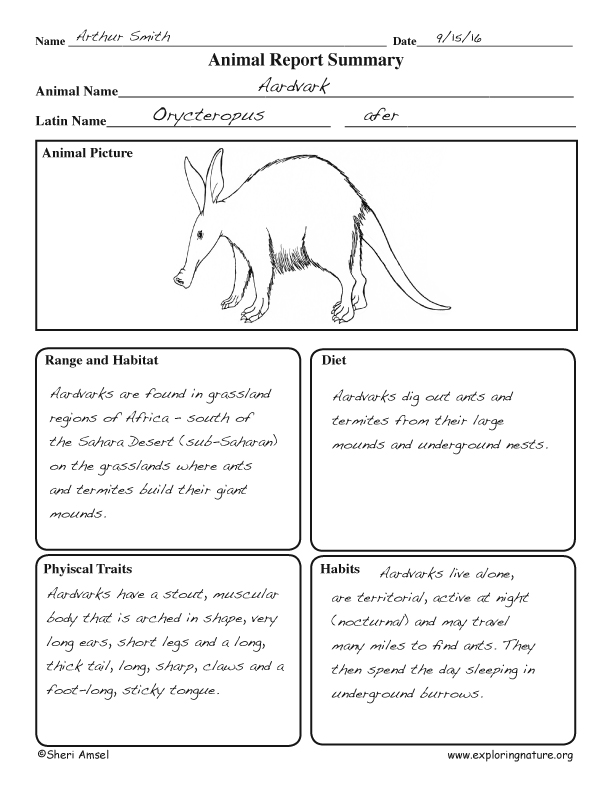 Animal Report Summary Graphic Organizer
