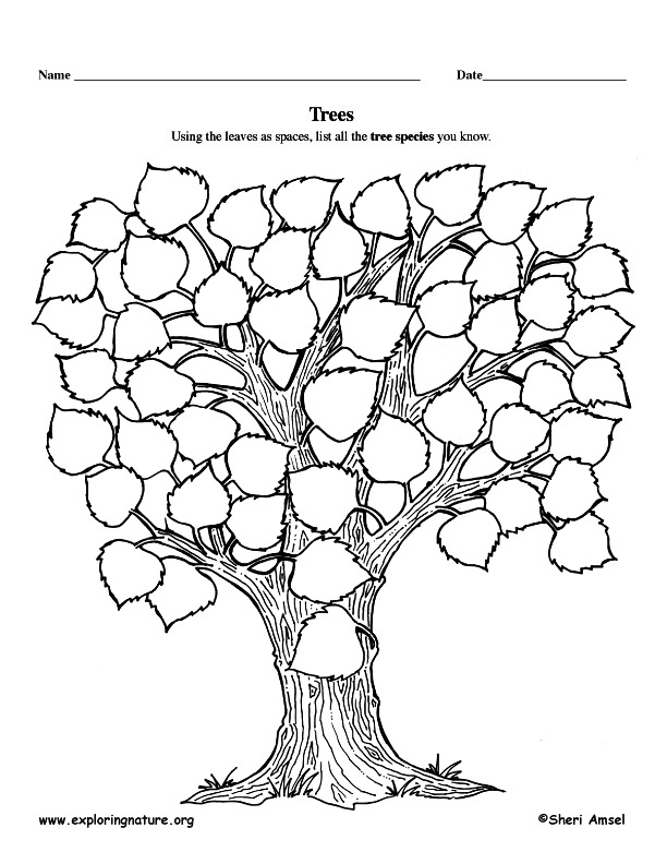 Tree Chart Graphic Organizer