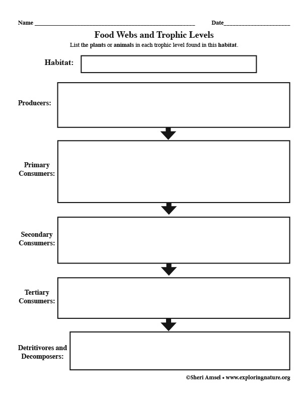 Trophic Levels - Graphic Organizer