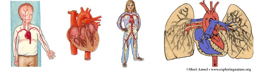 Circulatory System Index Exploring Nature Educational Resource