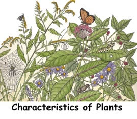 Return to the All About Plants
