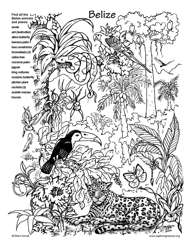 rain forest coloring pages - photo #35
