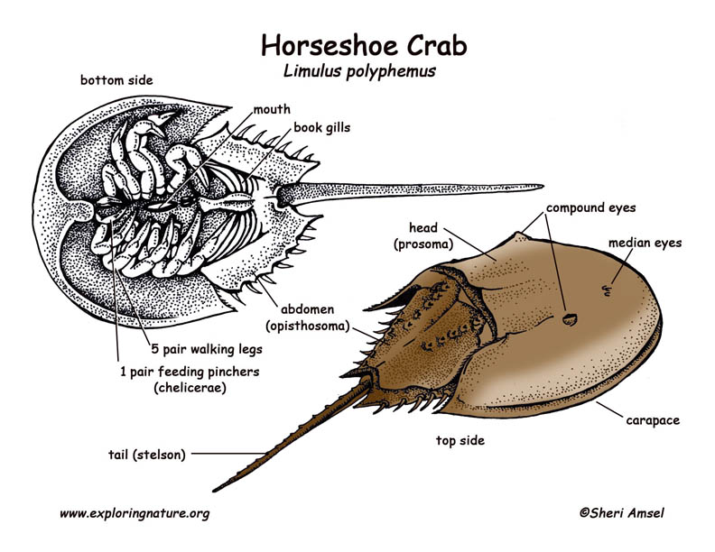 horseshoe crab blood. Horseshoe Crab Blood Color.