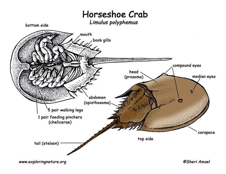 CRAB significado en inglés - Cambridge Dictionary
