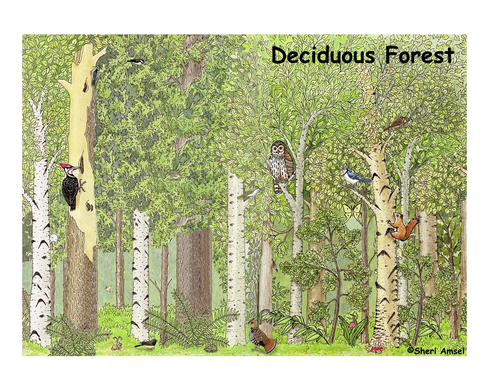 Forest_deciduous150
