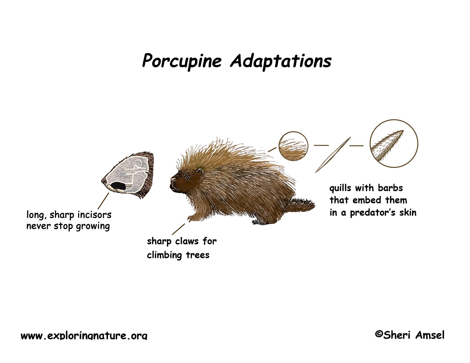 Do Porcupines Shoot Their Quills? (Fact Check) 4 Defense Behaviors