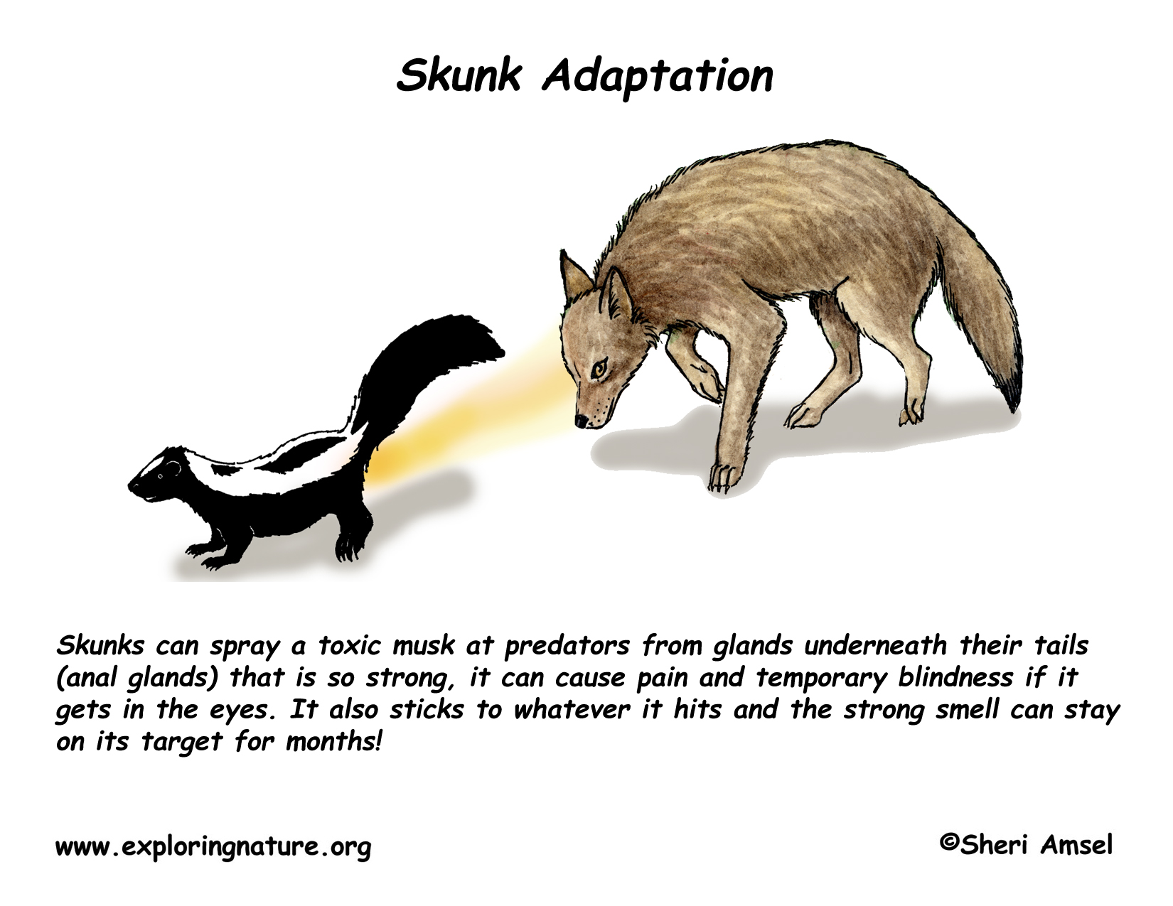 Adaptations of the Striped Skunk