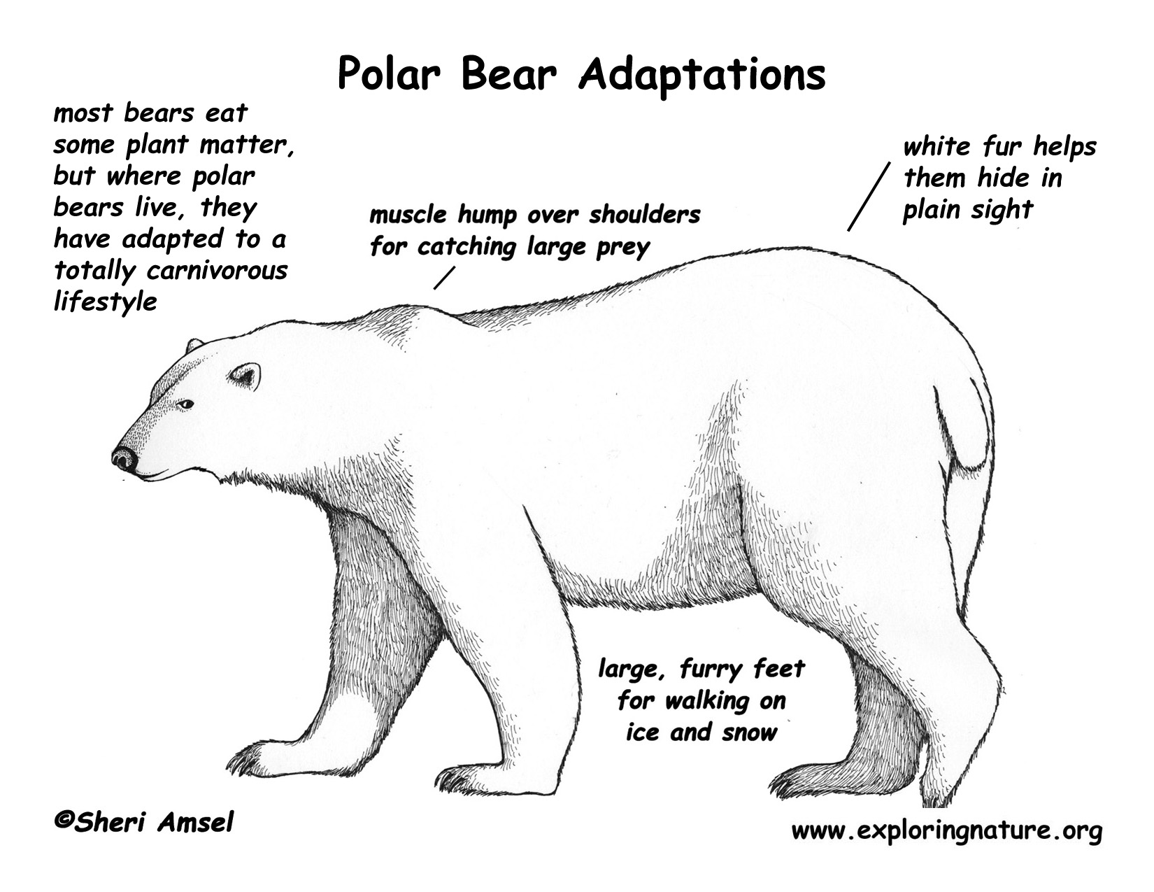 Adaptations of the Polar Bear