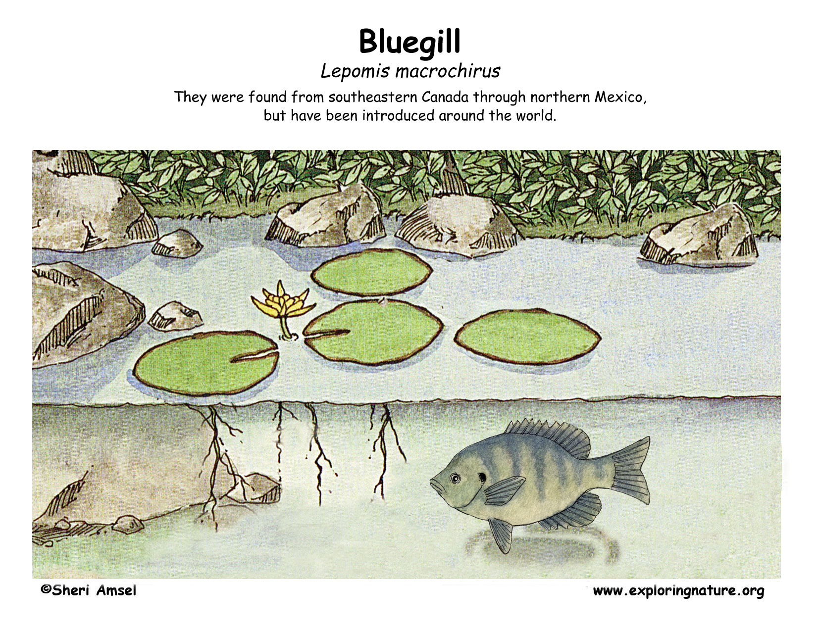 Bluegill