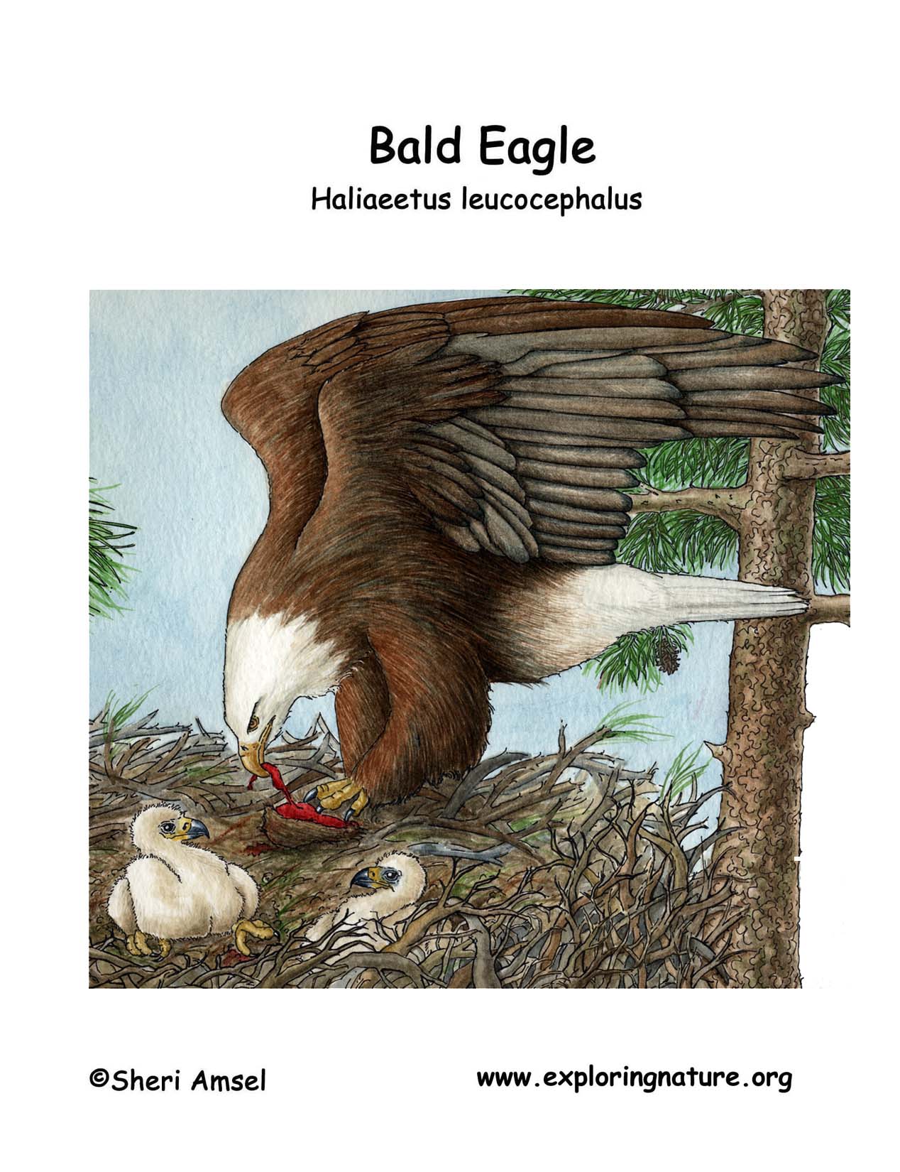 Eagle (Bald)