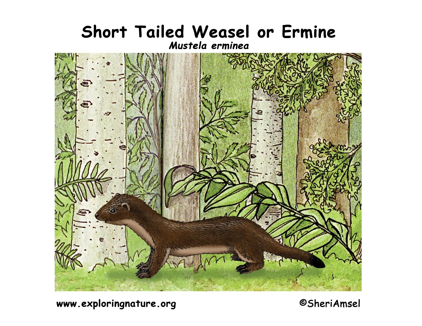 Weasel (Short Tailed) or (Ermine)