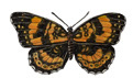 checkerspot