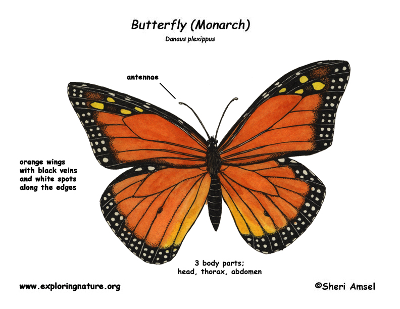 Butterfly Monarch Exploring Nature Educational Resource