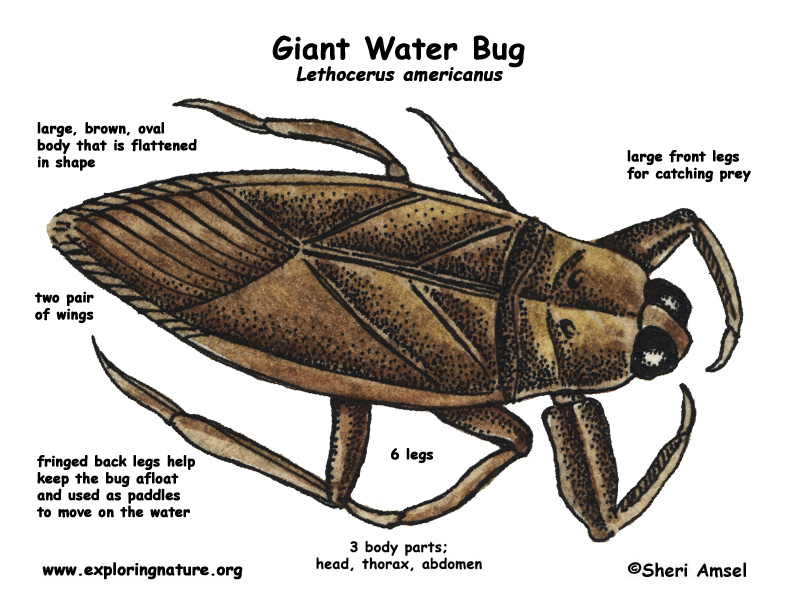 What does a waterbug look like?