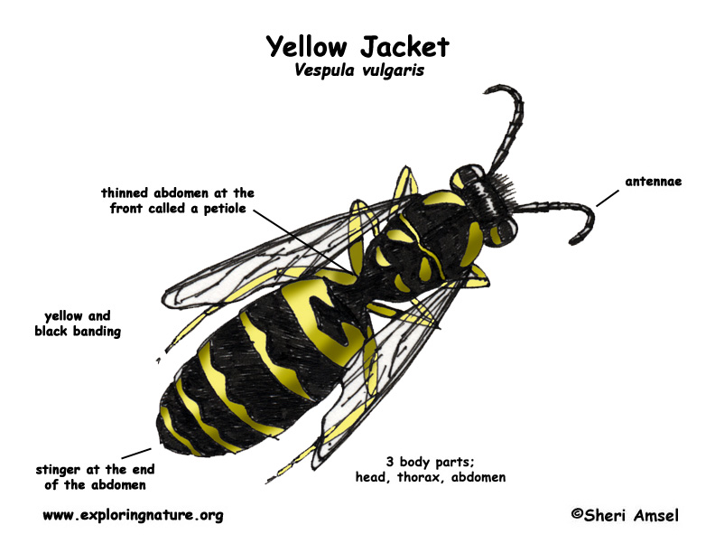 clipart of yellow jacket - photo #47