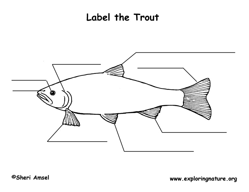 Trout Labeling