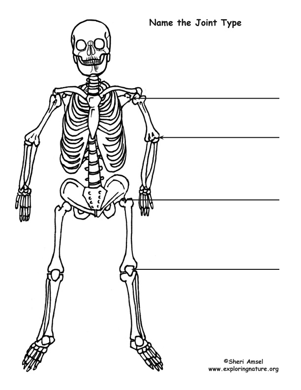 Human Joints Pictures