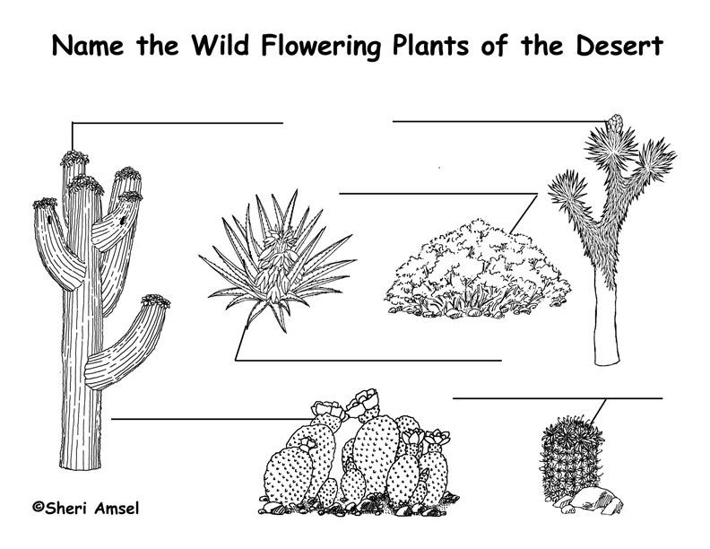 Desert Wildflowers (Cactus) Labeling Page